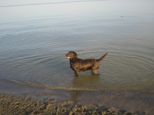 �������� ���������