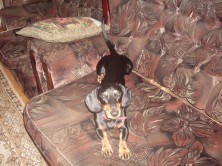 ���� (����)