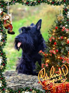 RASHEL FOR JOKER BRAVO SHOTLANDIA EVA