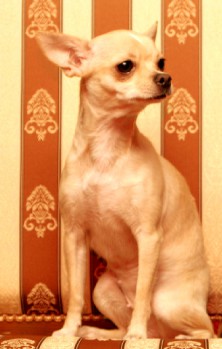 ����� �������� ������ ����