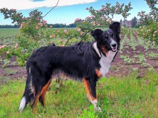 Stich whisper of the heart