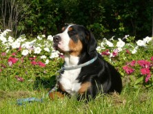 Dina Dianna ot Radone(����)