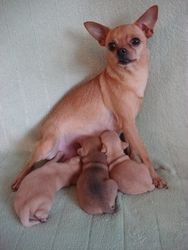 ������ ����� ���-�������. �������