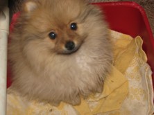 ������ ����