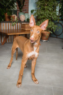 ���� (����� �����)