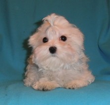 ����� olvor ��������