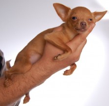 ��������� zayacvv ����