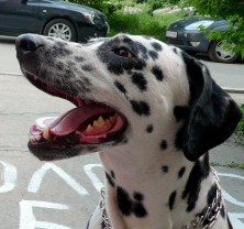 ������ ����