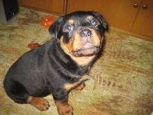 ������ ���-�� �������