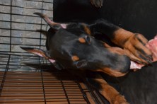 ������� Arjanne