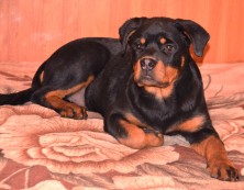 ������� garigina ��������