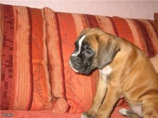 ����� zaraza