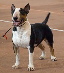 ����� jivchic ����