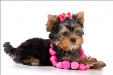 ���� ��������� ������