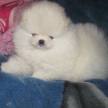 ������� 955955 ��������