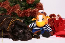 ����� Kogorta ��������