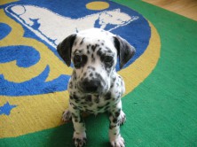 ���� asasader �����