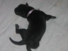 ������� benora �������