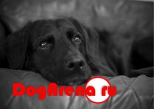 ����� DogArena.ru