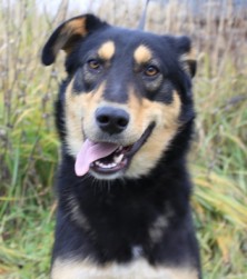 ����� ��������lovedog. �������