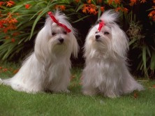 ����� ��������� �����