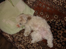 ������ SharmiK