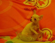 ������� cobaka