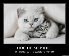 ��� ������